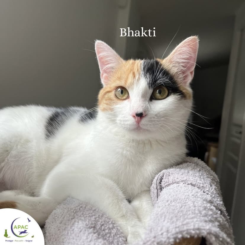 Bhakti