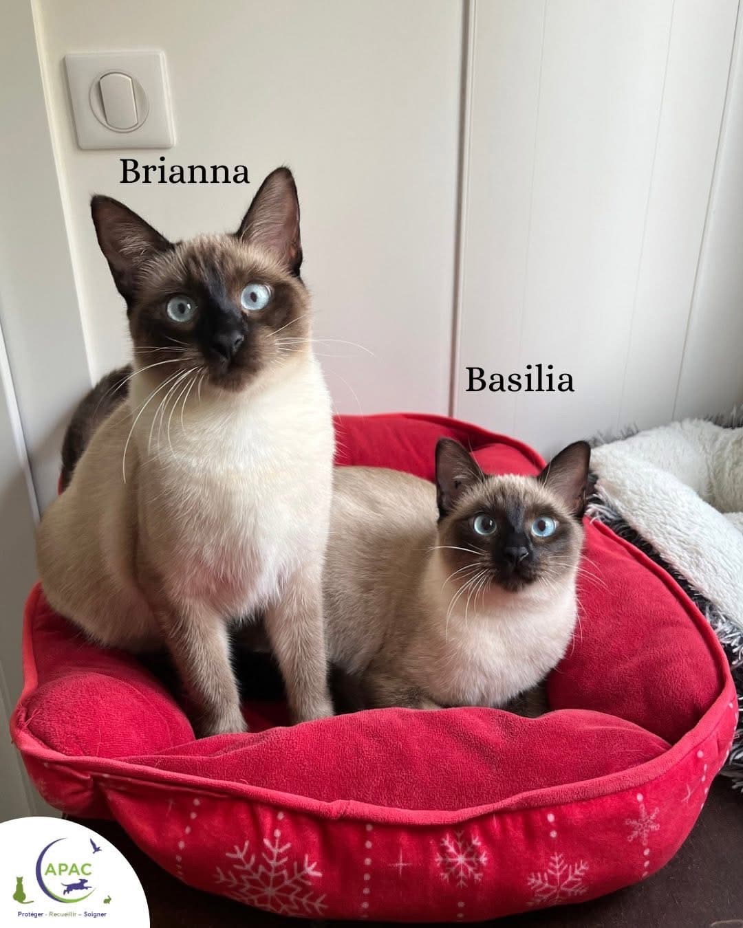 Brianna & Basilia — photo principale