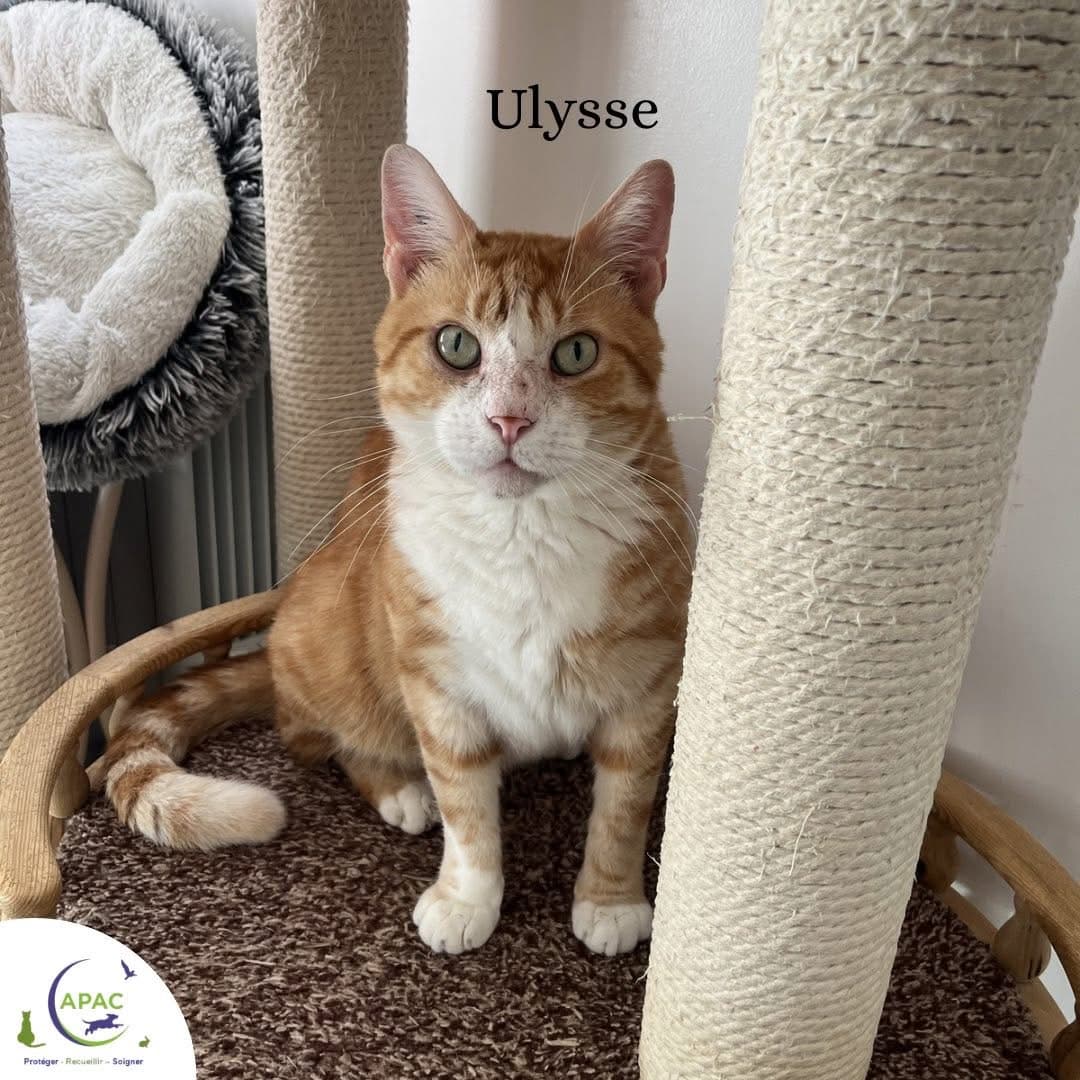 Ulysse — photo principale