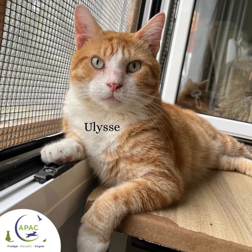 Ulysse