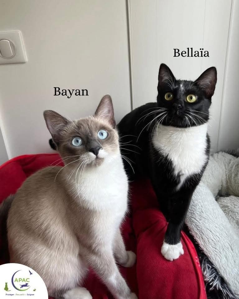 Bellaïa et Bayan — photo 1
