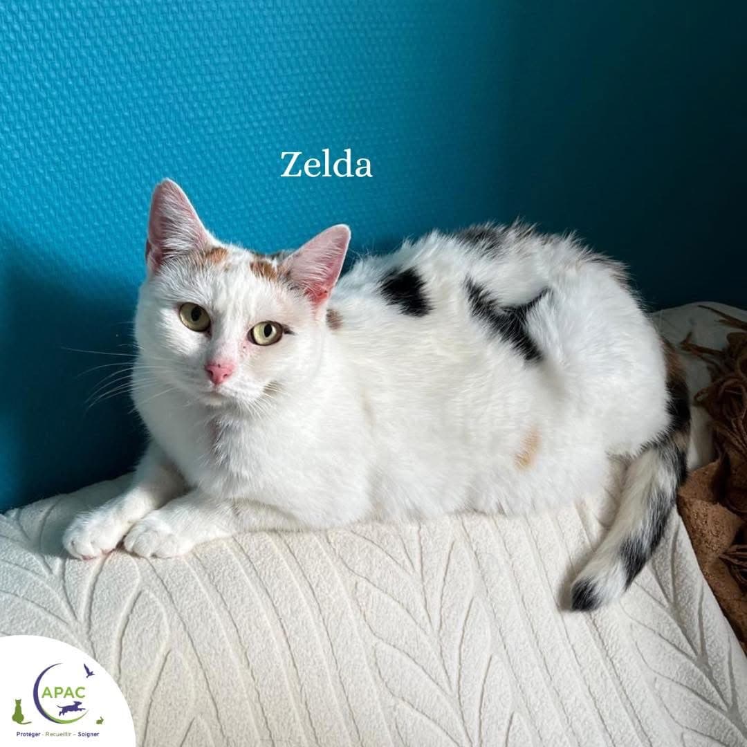 Zelda — photo principale